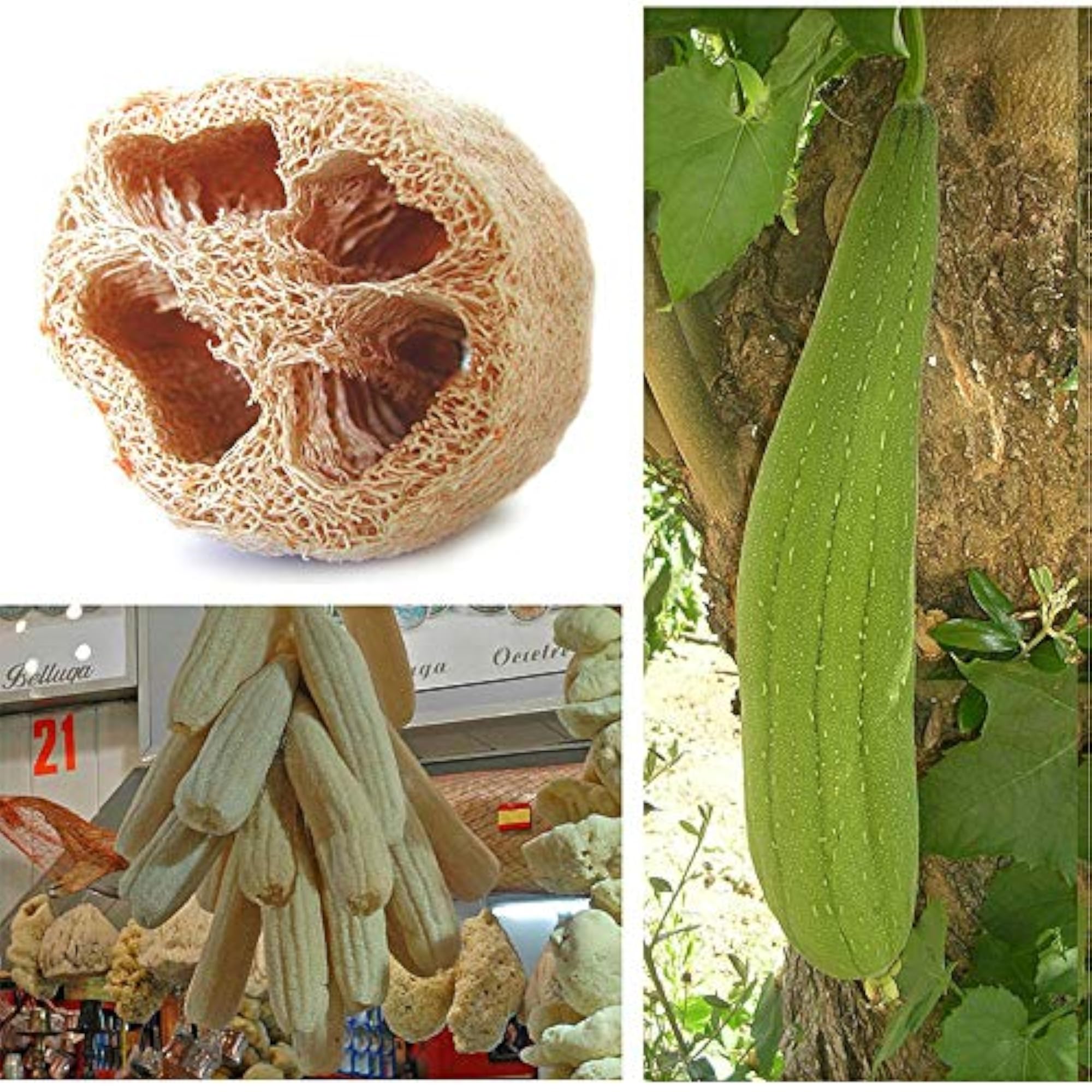 Loofa Sponge Luffa Scrubber Body Glove, Gift for Her